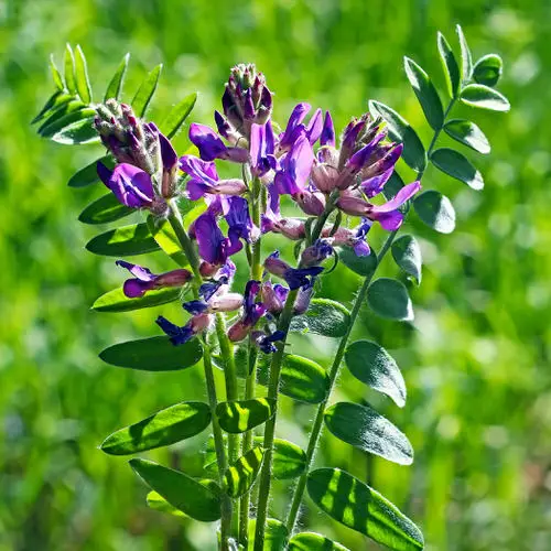 Growing Astragalus