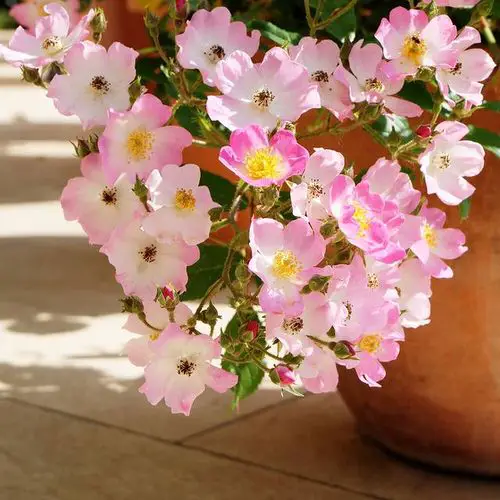 Roses that Bloom in Shade 2