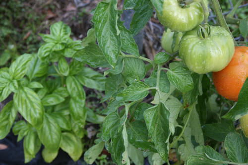 Plants to grow with tomato 1