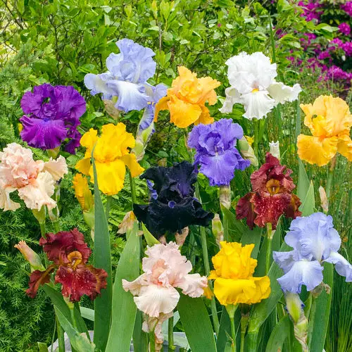 Best Types of Colorful Flowers  17
