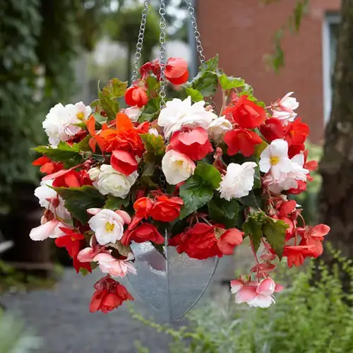  Classic Hanging Basket Plant Idea 7
