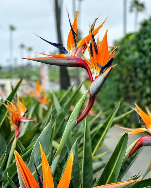 Flowers that begin with B