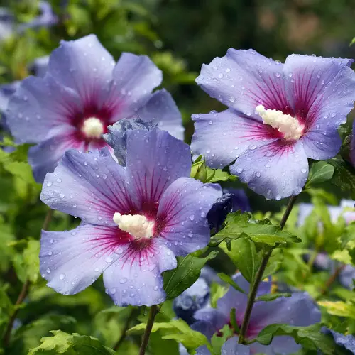 Best Types of Colorful Flowers  22