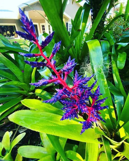 Best Types of Colorful Flowers 14