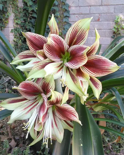 Best Types of Colorful Flowers 30