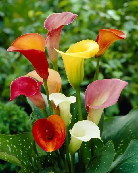 Best Types of Colorful Flowers 28