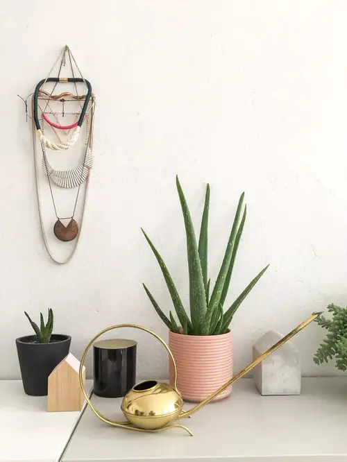 Indoor Plants for Black Thumbs and Serious Plant Murderers