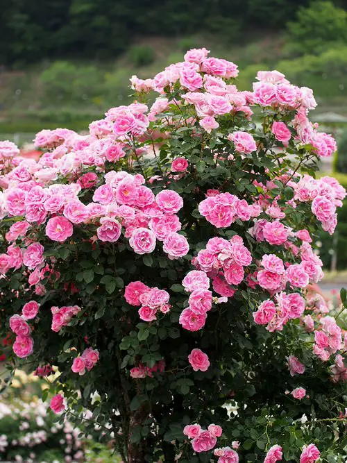 Roses that Bloom in Shade