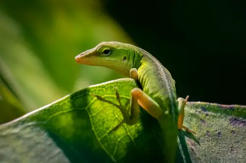 How to Get Rid of Lizards from Home and Garden 24