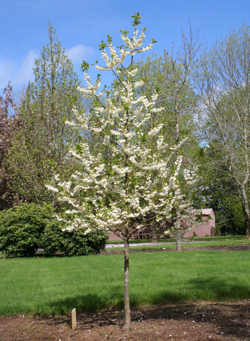 Trees that Start With T 