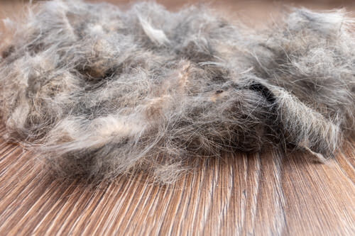 Eliminating Rats from Your Home 18