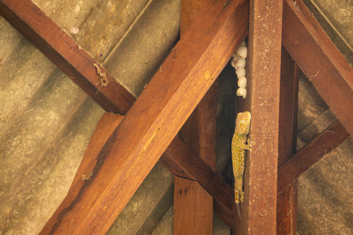 How to Get Rid of Lizards from Home and Garden 31
