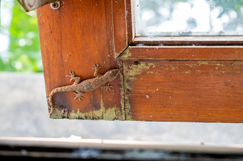 Tips to get rid of Lizards #3