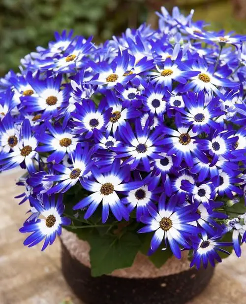 Best Types of Colorful Flowers 21