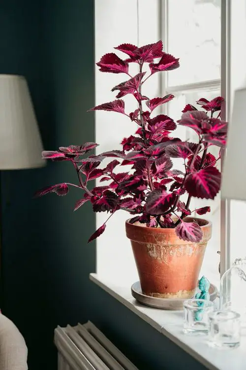 Coleus Care