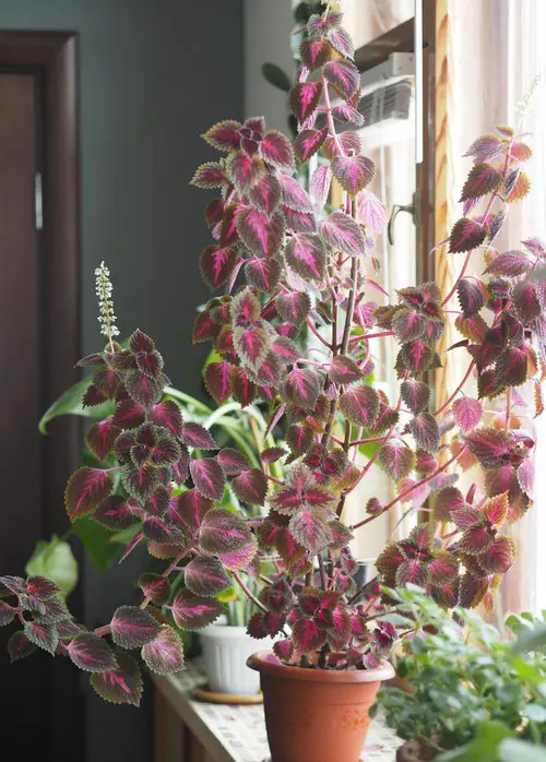 How to Grow Coleus as a Houseplant 4