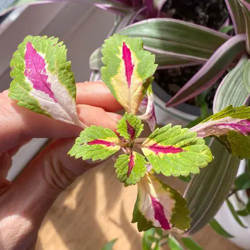 Propagating Coleus