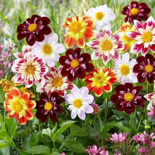 Best Types of Colorful Flowers  26