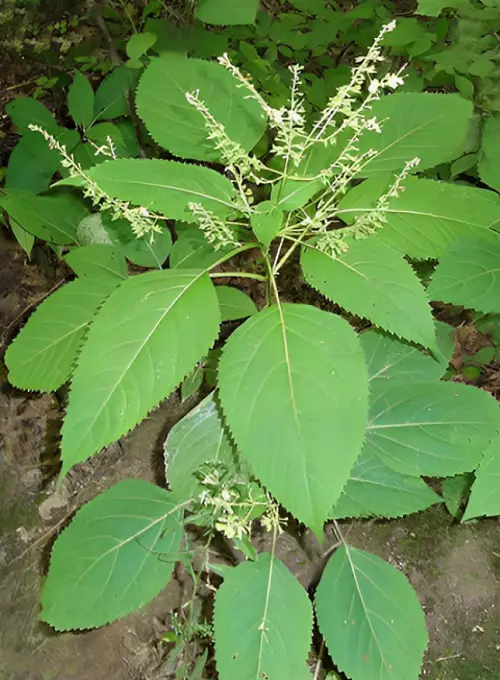 Best Plants to Keep Mosquitoes Away 