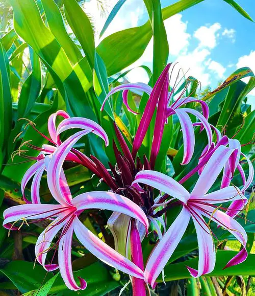 Best Types of Colorful Flowers 35