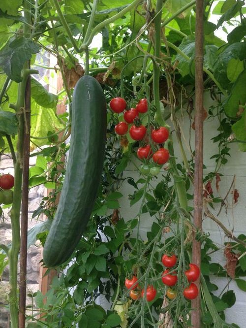 Plants to grow with tomato 18