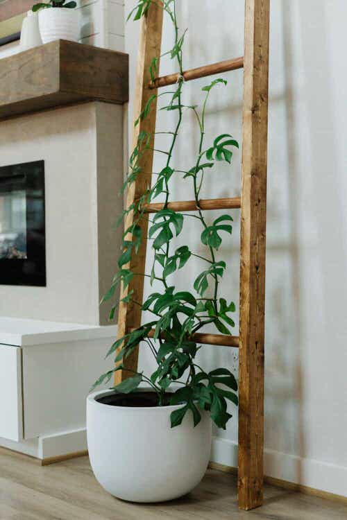 Stylish DIY Ladder and Trellis Ideas11