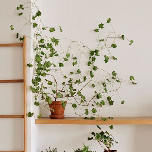 Stylish DIY Ladder and Trellis Ideas 14