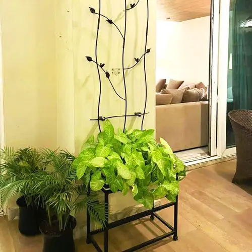 Stylish DIY Ladder and Trellis Ideas 7