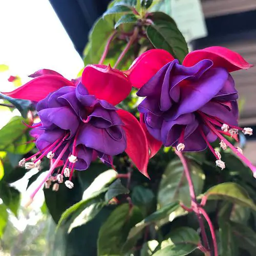 Best Types of Colorful Flowers 27