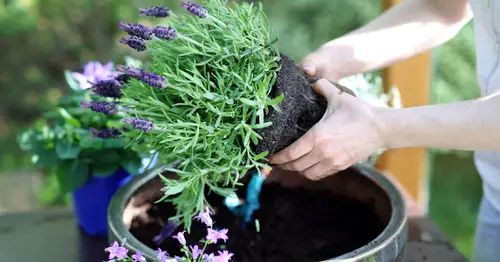  Tips Will Keep Your Plants Blooming 12