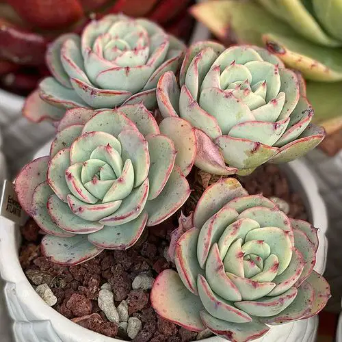 Beautiful Succulents that Look Like Roses