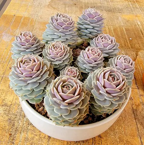 best Gorgeous Succulents with a Rose-like Appearance
