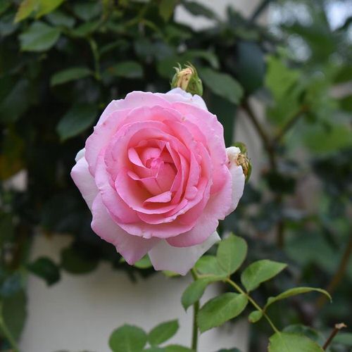 Shade Tolerant Roses 2