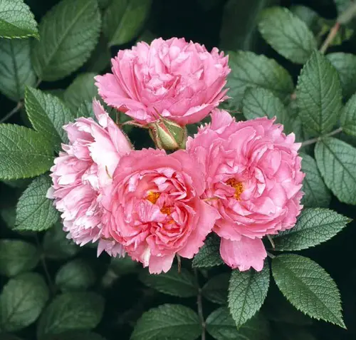Shade Tolerant Roses 8