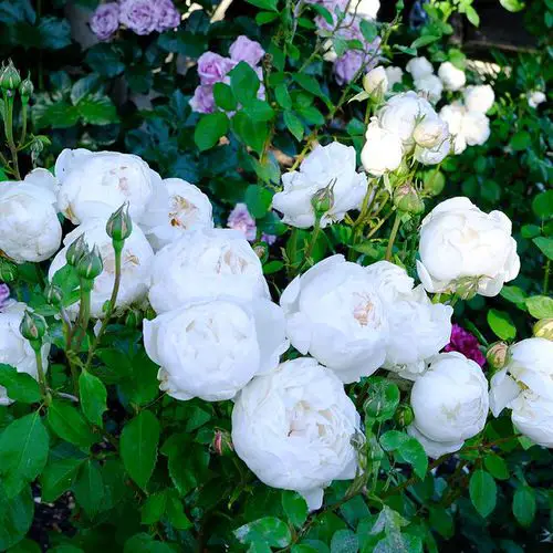 Shade Tolerant Roses 4