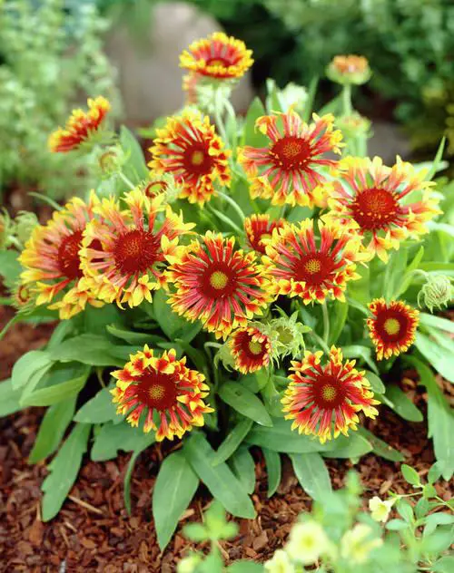 Best Types of Colorful Flowers  19