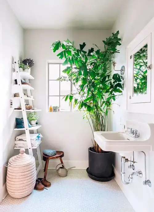 Houseplants in a washroom 10