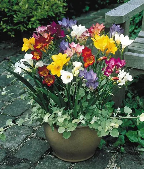 Best Types of Colorful Flowers 13
