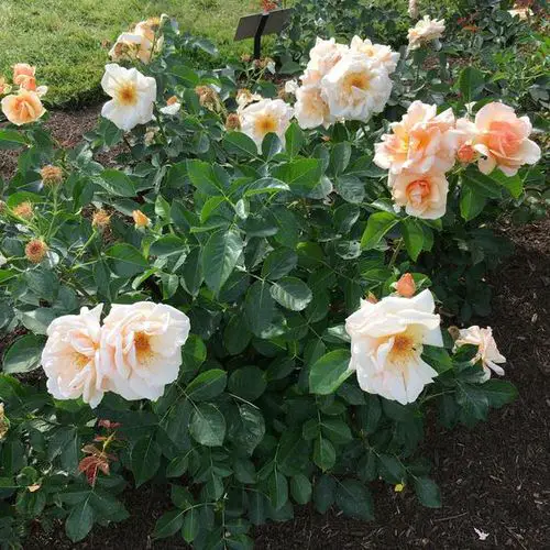 Roses that Bloom in Shade 11
