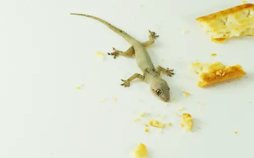 Tips to get rid of Lizards #9