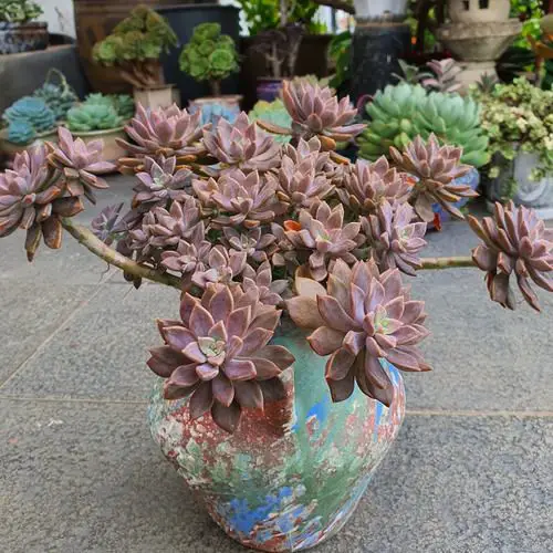 Beautiful Succulents that Look Like Roses