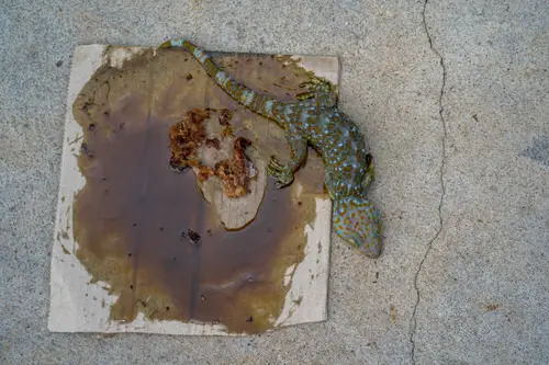 Tips to get rid of Lizards #5