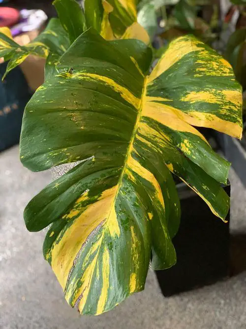 Various Big Pothos Varieties showcasing their Large Leaves 9