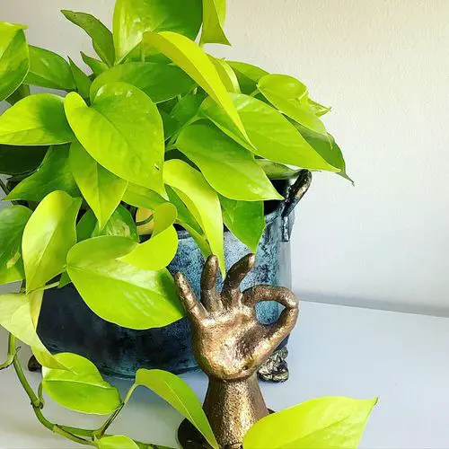 How to Grow Neon Pothos 4