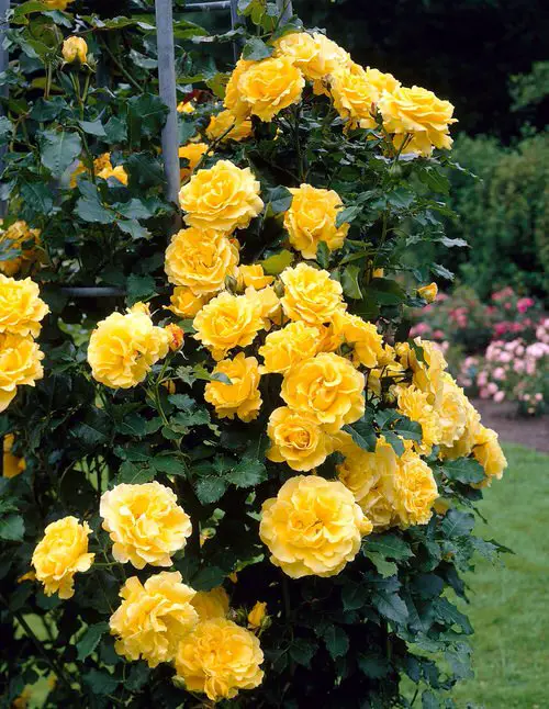 Shade Tolerant Roses 6