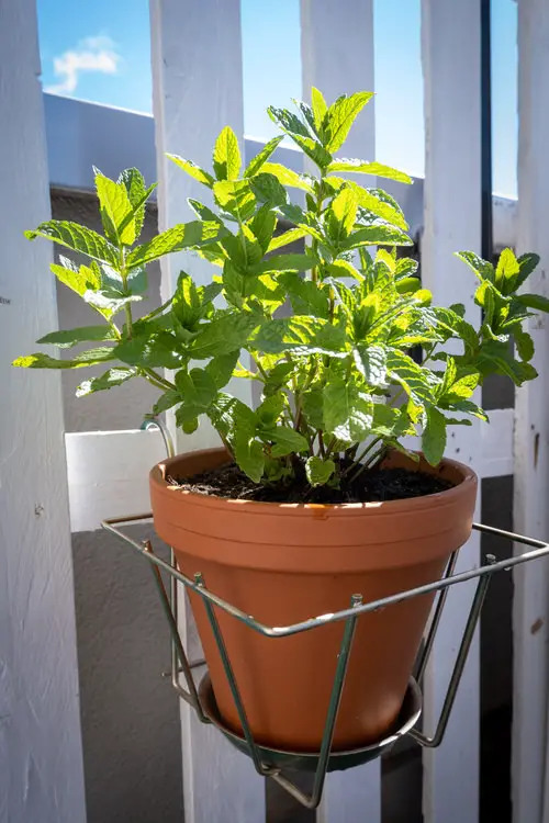 How to Grow Mint in Small Space 3