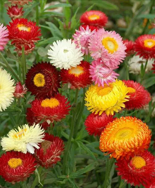 Best Types of Colorful Flowers  2