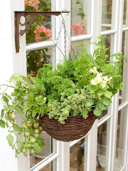  Classic Hanging Basket Plant Idea 13