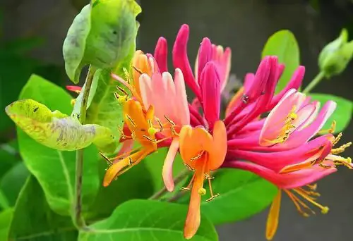 Best Types of Colorful Flowers  12