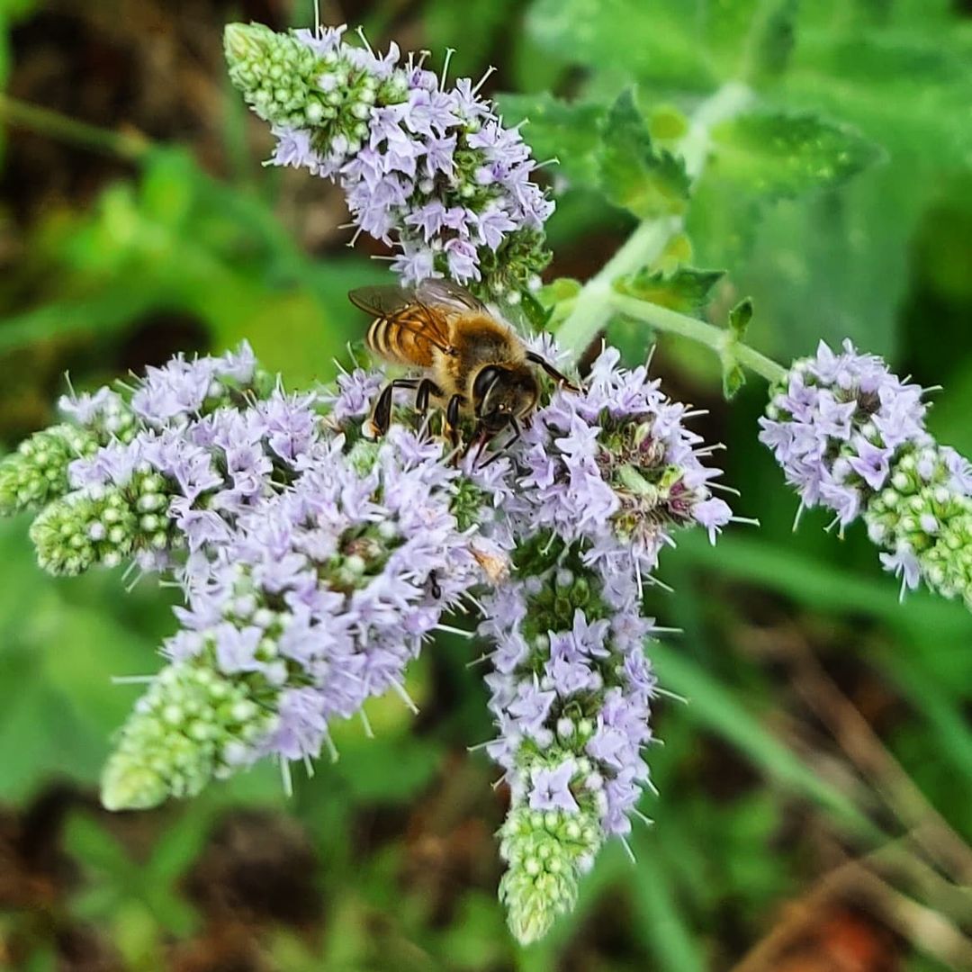 Herbs to Prevent Mosquitoes